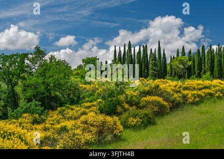 Spanischer Besen in der Landschaft nahe Gambassi Terme, Toskana, Italien, Europa. Stockfoto