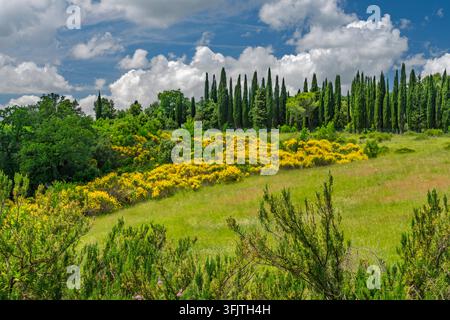 Spanischer Besen in der Landschaft nahe Gambassi Terme, Toskana, Italien, Europa. Stockfoto