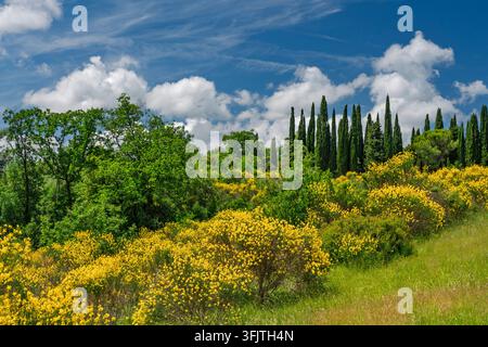 Spanischer Besen in der Landschaft nahe Gambassi Terme, Toskana, Italien, Europa. Stockfoto