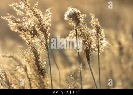 Federartige Schilfsamenköpfe, die im schwachen späten Nachmittagslicht leuchten Stockfoto