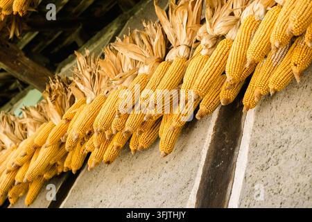 Trocknende Maiskolben hängen von einer Holzkonstruktion unter der Sonne. Diese Szene zeigt traditionelle Methoden der Maiskonservierung. Stockfoto