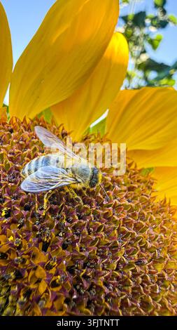 Biene, die Pollen aus einem Sonnenblumenkopf sammelt Stockfoto