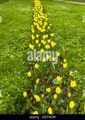 Eine vertikale Perspektivenaufnahme eines langen, geraden Blumenbeets, gefüllt mit hellgelben Tulpen, die auf grünem Gras in einem Stadtpark blühen. Perfekter floraler Hintergrund Stockfoto