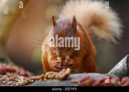 Rotwühler, die in ihren natürlichen Waldhabitaten im Pow Hill Country Park, County Durham, Nahrung suchen und fressen, fotografiert im Juli 2026 Stockfoto