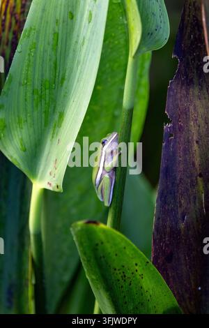 Amerikanischer Grünbaumfrosch (Dryophytes cinereus oder Hyla cinerea) – Green Cay Wetlands, Boynton Beach, Florida, USA Stockfoto