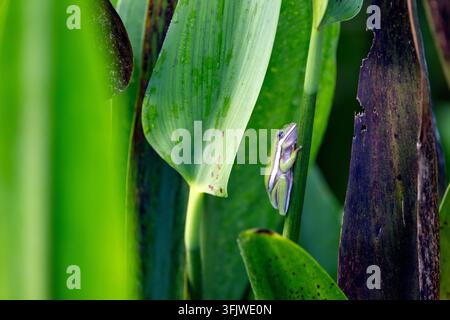 Amerikanischer Grünbaumfrosch (Dryophytes cinereus oder Hyla cinerea) – Green Cay Wetlands, Boynton Beach, Florida, USA Stockfoto