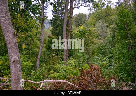 Üppige Waldlandschaft mit ausgewachsenen Bäumen, dichtem grünem Unterholz und einem fernen bewaldeten Hügel. Eine natürliche Außenszene, die sich für den Naturschutz eignet, e Stockfoto