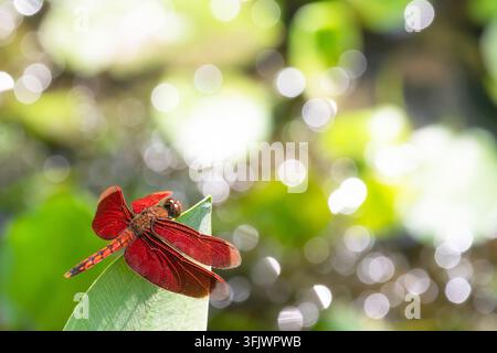 Rote Libelle ruht auf einem grünen Blatt mit schönem Bokeh-Hintergrund und Kopierraum Stockfoto