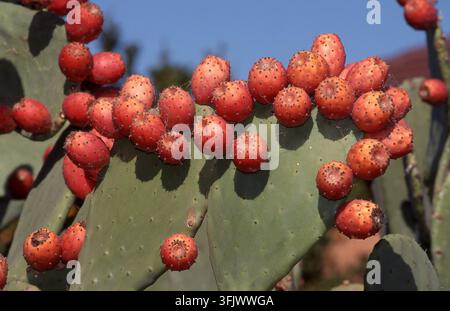 NAHE AUFNAHME VON OPUNTIA-KAKTEUS (OPUNTIA SP.). DIE KAKTOBLASIS-MOTTE WURDE IN AUSTRALIEN EINGEFÜHRT, UM DIESEN INVASIVEN KAKTEUS ZU AUSROTTEN. ZENTRALAUSTRALIEN. Stockfoto