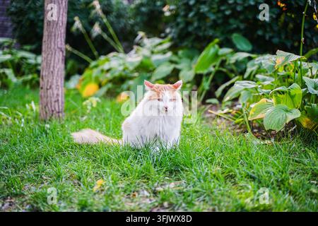 Orange und weiße langhaarige Katze sitzt auf dem Rasen Stockfoto