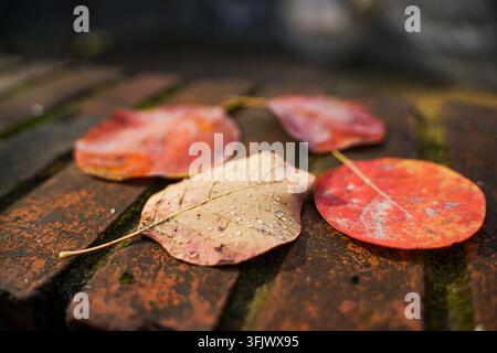 Nahaufnahme von oben: drei Herbstblätter zwischen roten Ziegeln und Moos Stockfoto
