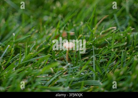 Kleine braune Pilze auf einem grünen Rasen Stockfoto