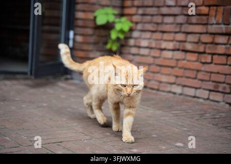 Orangefarbene streunende Katze geht auf dem roten Ziegelboden der Terrasse auf die Kamera zu Stockfoto