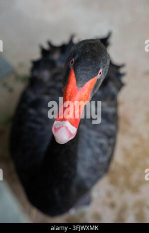 Symmetrische Nahaufnahme eines schwarzen Schwans mit rotem Schnabel, Frontansicht Stockfoto