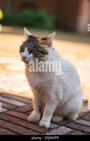 Weißer streunender getigerter Kater sitzt aufrecht auf rotem Backsteinpflaster im warmen Sonnenlicht Stockfoto