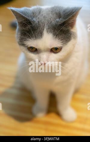 Britisch Kurzhaar-Katze mit blauem und weißem Fell, die auf einem Holzboden sitzt und nachdenklich nach unten schaut Stockfoto