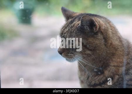 Häusliche getigerte Katze schaut durch ein Fenster, Seitenprofil-Nahaufnahme-Porträt Stockfoto