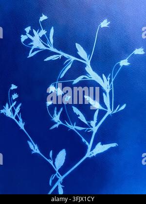 Gruppen von Wiesenblumen, hergestellt in der Cyanotypie-Technik Stockfoto