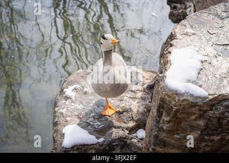 Gans mit Bart, die auf einem Fels am Ufer steht, mit Spiegelung im Winter Stockfoto