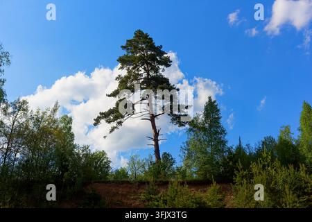 Majestätische hohe Kiefer steht stolz vor hellem blauem Himmel, flauschige weiße Wolken umrahmen die schroffe grüne Krone auf steiler Lehnsandklippe Stockfoto