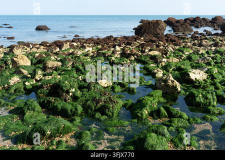 Niedrigwasser bei Samphire Hoe enthüllt Gezeitenfelsen, die mit grünen Algen bedeckt sind, die gedeihen, während sich das Meer unter der Shakespeare-Klippe zurückzieht. Stockfoto