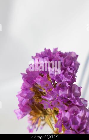 Nahaufnahme von lebhaften rosa Statice-Blüten auf einem hellen, weichen Hintergrund Stockfoto