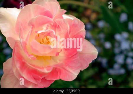 Rosa Tulpen Angelique. Eine Blüte und eine Knospe Angelique-Tulpe mit geringer Schärfentiefe. Tulpe Angelique doppelte späte Tulpenblüte Stockfoto