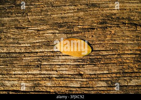 Goldenes gefallenes Blatt auf einer rissigen Holzplatte Stockfoto