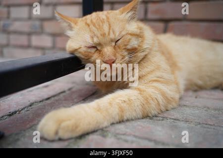 Ingwerkatze schläft tief und fest auf dem Boden und legt ihren Kopf auf ein schwarzes Geländer Stockfoto