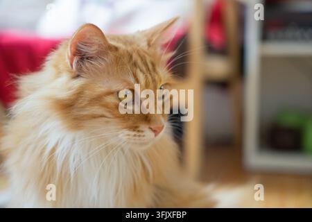 Seitenansicht einer orange-weißen langhaarigen Katze, die in die Ferne blickt Stockfoto