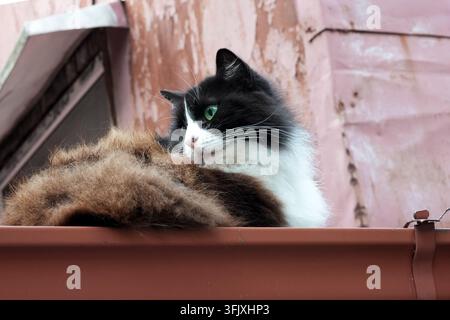 Schwarz-weiße Katze ruht auf einer Dachkante und schaut direkt in die Kamera in einer urbanen Wohngegend. Stockfoto