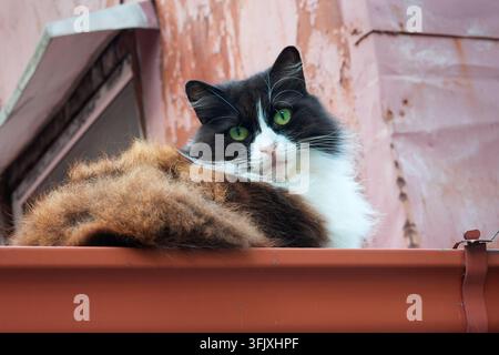 Eine flauschige schwarz-weiße Hauskatze liegt bequem auf einer Dachkante eines Wohngebäudes. Das entspannte Tier schaut in Richtung Kamera Stockfoto