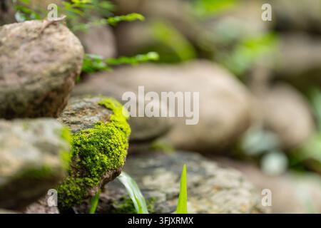 Nahaufnahme von leuchtend grünem Moos auf einem Felsen mit einem jungen Grashalm, der neben sanft verschwommenen Steinen in einem Wald sprießt Stockfoto