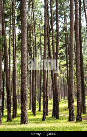 Hohe, gerade Kiefernstämme stehen in ordentlichen Reihen über einen sonnenbeschienenen Waldboden, der mit frischem grünen Gras und Licht bedeckt ist Stockfoto