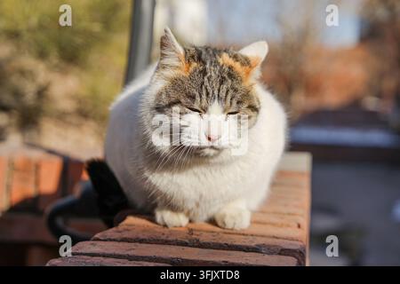 Nahaufnahme einer molligen Kaliko-Katze, die auf einer roten Ziegelmauer im warmen Sonnenlicht blinzelt und sich entspannt Stockfoto