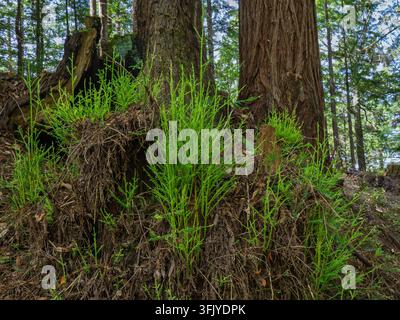 Hellgrünes neues Wachstum, das am Fuße eines alten Rotbaumstumpfes in einem Wald sprießt Stockfoto