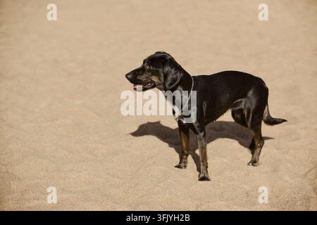 Schwarzer Hund steht auf sandigem Boden während des Haustiersorge-Spaziergangs Stockfoto