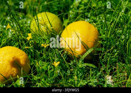 Drei Zitrusfrüchte auf grünem Gras Natürliche frische Lebensmittelszene Stockfoto