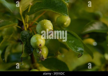 Nahaufnahme von unreifen grünen Äpfeln an einem Ast, der mit Wassertropfen glitzert und Frische und landwirtschaftliches Wachstum in einer Makro-Detailansicht zeigt Stockfoto
