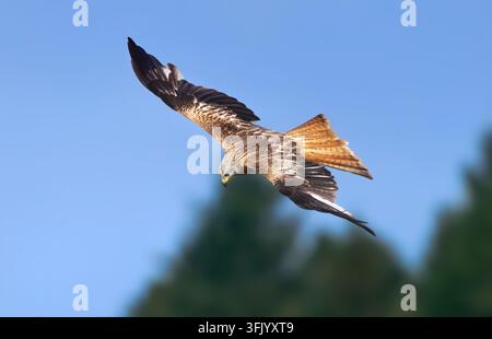Roter Milan (Milvus milvus) im Nahrungssuchflug vor blauem Himmel mit Bäumen Stockfoto