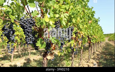 Weingarten mit Blaufrankisch-Trauben, die gerade vor der Ernte an der Rebe hängen. Er ist auch als Lemberger oder Franken bekannt. Stockfoto