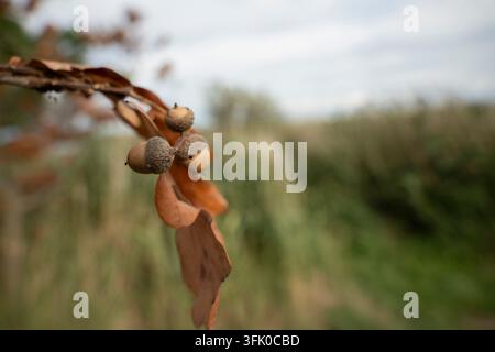 Nahaufnahme von reifen Eicheln und trockenen Eichenblättern an einem Ast im Herbst Stockfoto