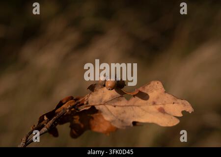 Kleine Eicheln, die auf einem trockenen Eichenblatt im Herbst ruhen Stockfoto