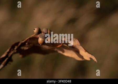 Nahaufnahme eines Eichelbüschels auf einem trockenen Eichenblatt im Herbst Stockfoto