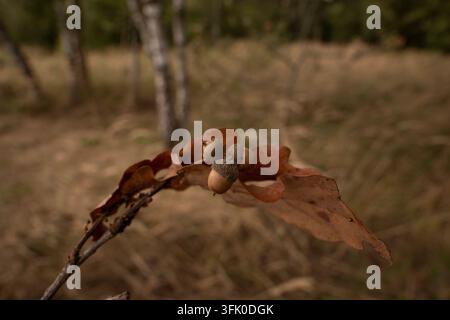 Eichhörnchenbüschel auf trockenem Eichenblatt im Herbstwald Stockfoto