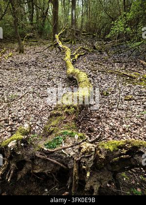 Gefallenes Moos bedeckte Baumstämme und Wurzeln liegen auf einem blattgestreuten Waldboden und zeigen natürlichen Verfall Stockfoto