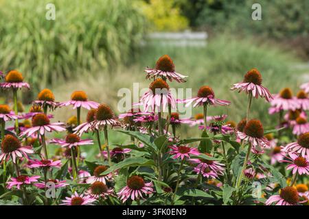 Lila Sonnenhutblüten blühen in einem Garten, mit einer Biene, die auf einer der Blüten ruht. Stockfoto