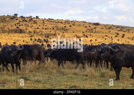 Majestätische afrikanische Büffel schaffen eine fesselnde Szene, während sie friedlich über die goldene Savannenlandschaft grasen Stockfoto