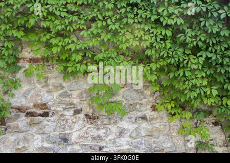 Grüne Kletterpflanze bedeckt eine alte Steinmauer und schafft einen natürlichen, texturierten Hintergrund aus Blättern und Mauerwerk. Stockfoto