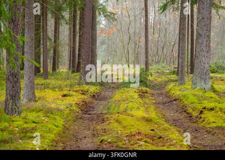 Landschaft eines kleinen Pfades, der durch einen Norwegen-Tannenwald (Picea abies) im Herbst führt, Bayern, Deutschland Stockfoto